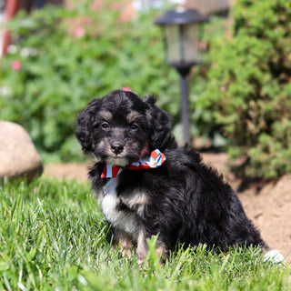 Reggie - Available 6/18