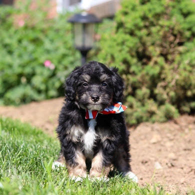 Reggie - Available 6/18