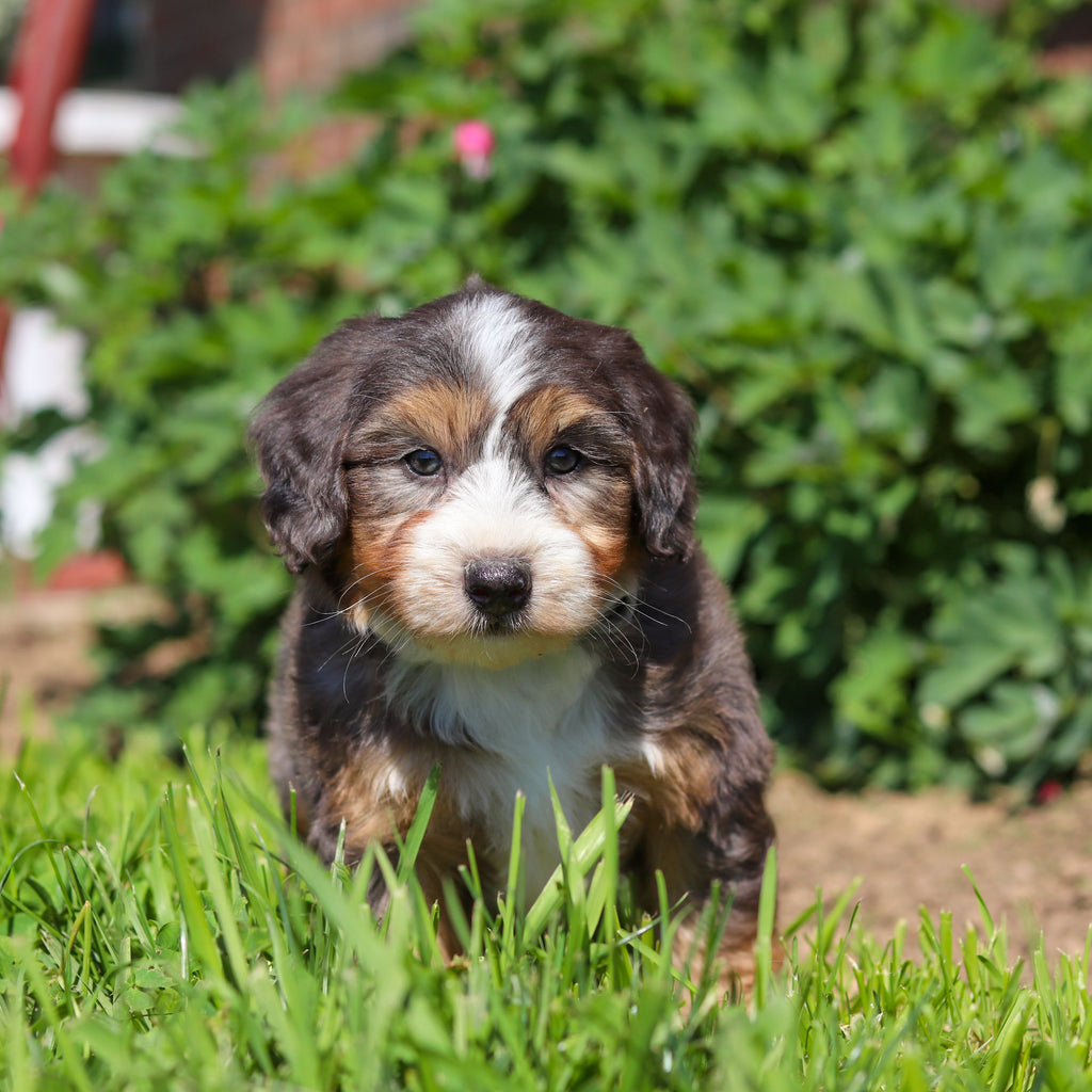 Rocko - Available 6/18