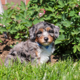 Rondo - Available 6/18