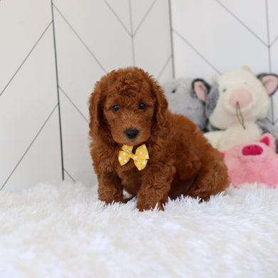 Lochlan - Available 7/2