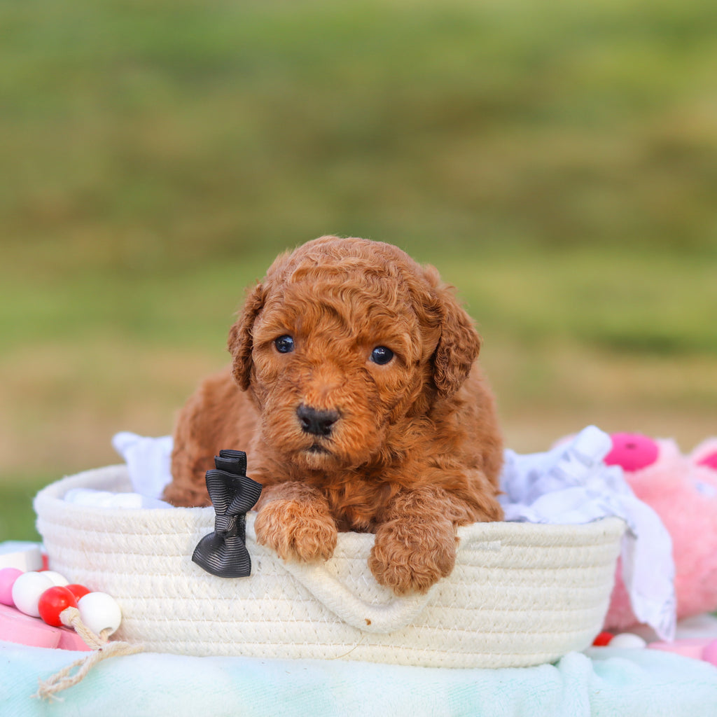Monty - Available 9/3