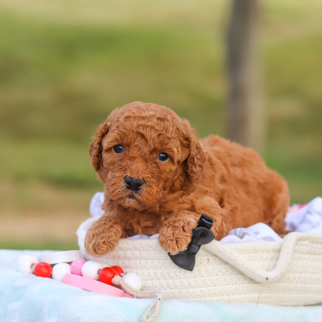 Monty - Available 9/3