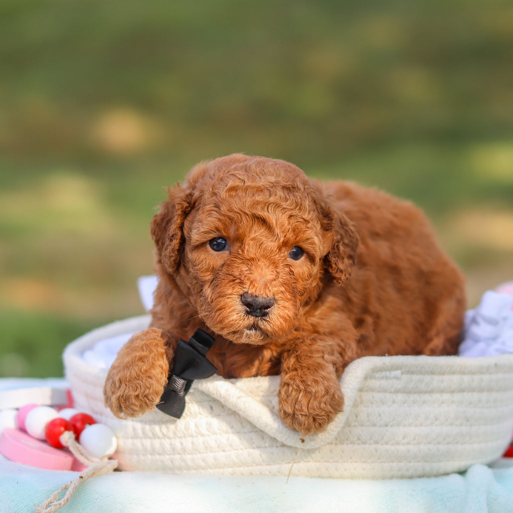 Monty - Available 9/3