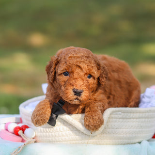 Monty - Available 9/3
