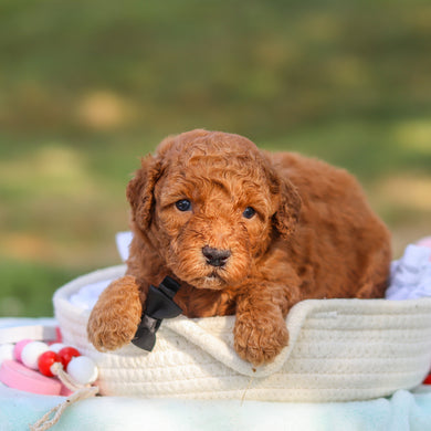 Monty - Available 9/3
