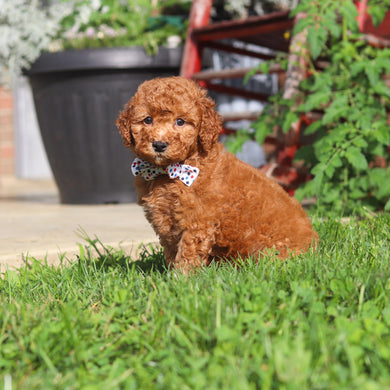 Monty - Available 9/3