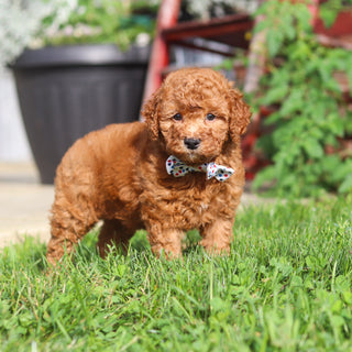 Monty - Available 9/3