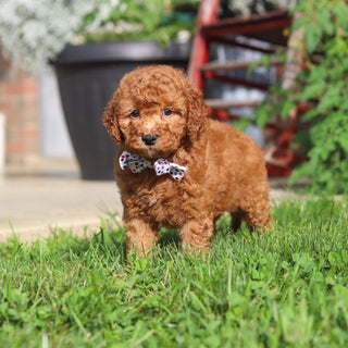 Monty - Available 9/3