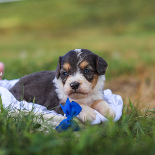 Dozer - Available 9/3