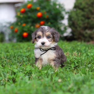 Dozer - Available 9/3