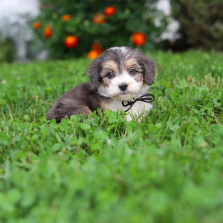 Dozer - Available 9/3
