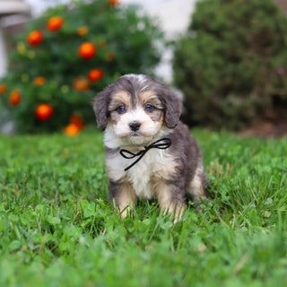 Dozer - Available 9/3
