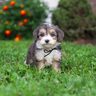 Dozer - Available 9/3