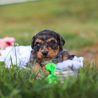 Dexter - Available 9/3