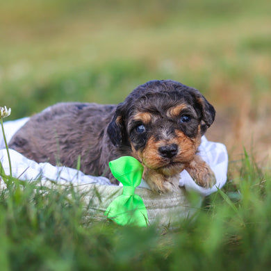 Dexter - Available 9/3