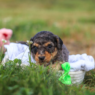 Dexter - Available 9/3