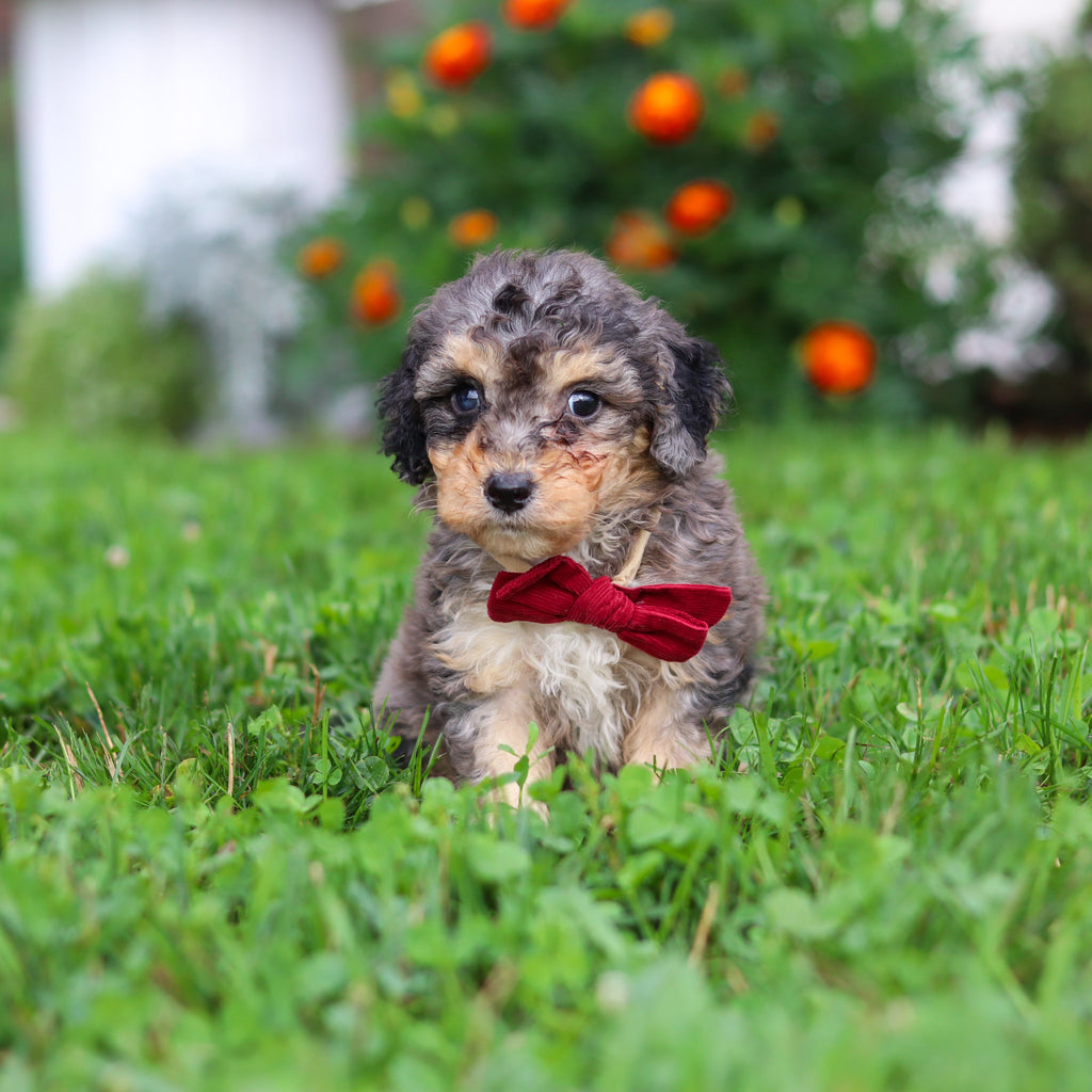 Dexter - Available 9/3