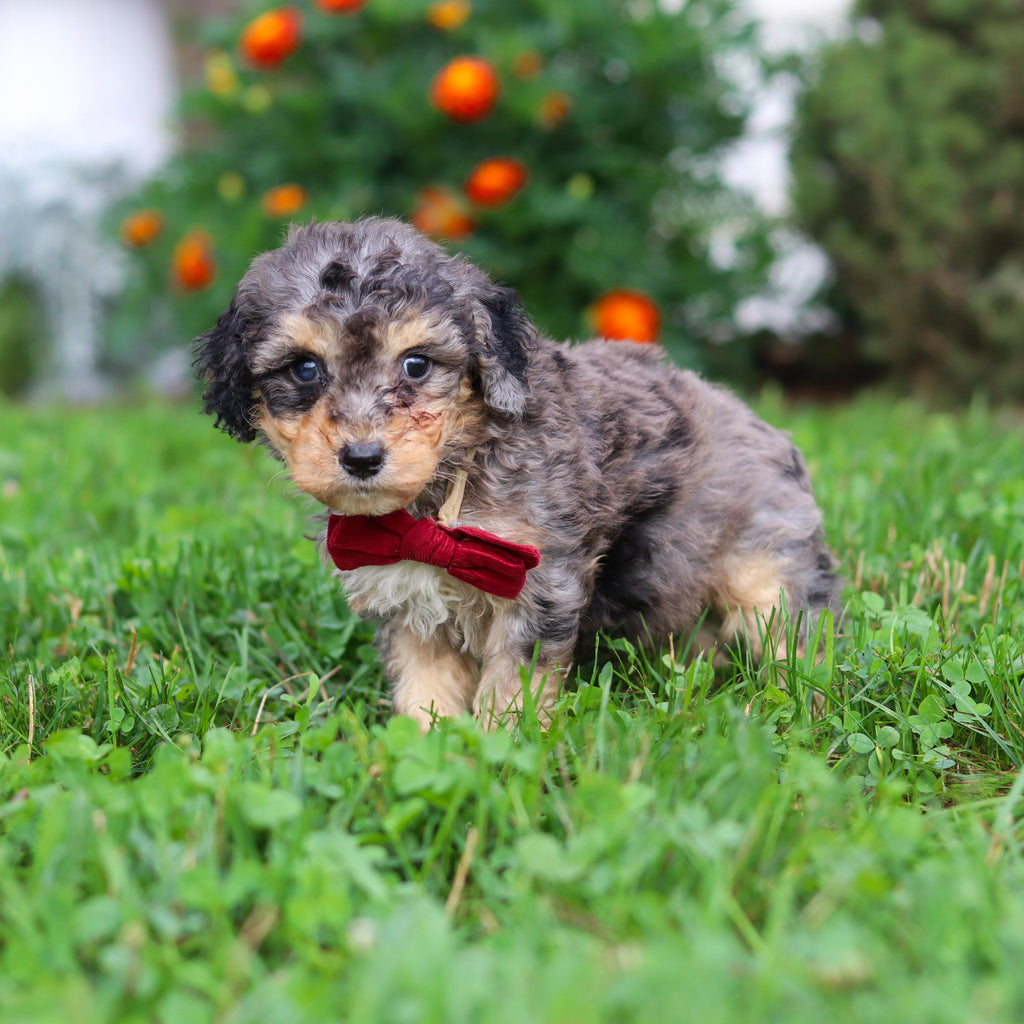 Dexter - Available 9/3