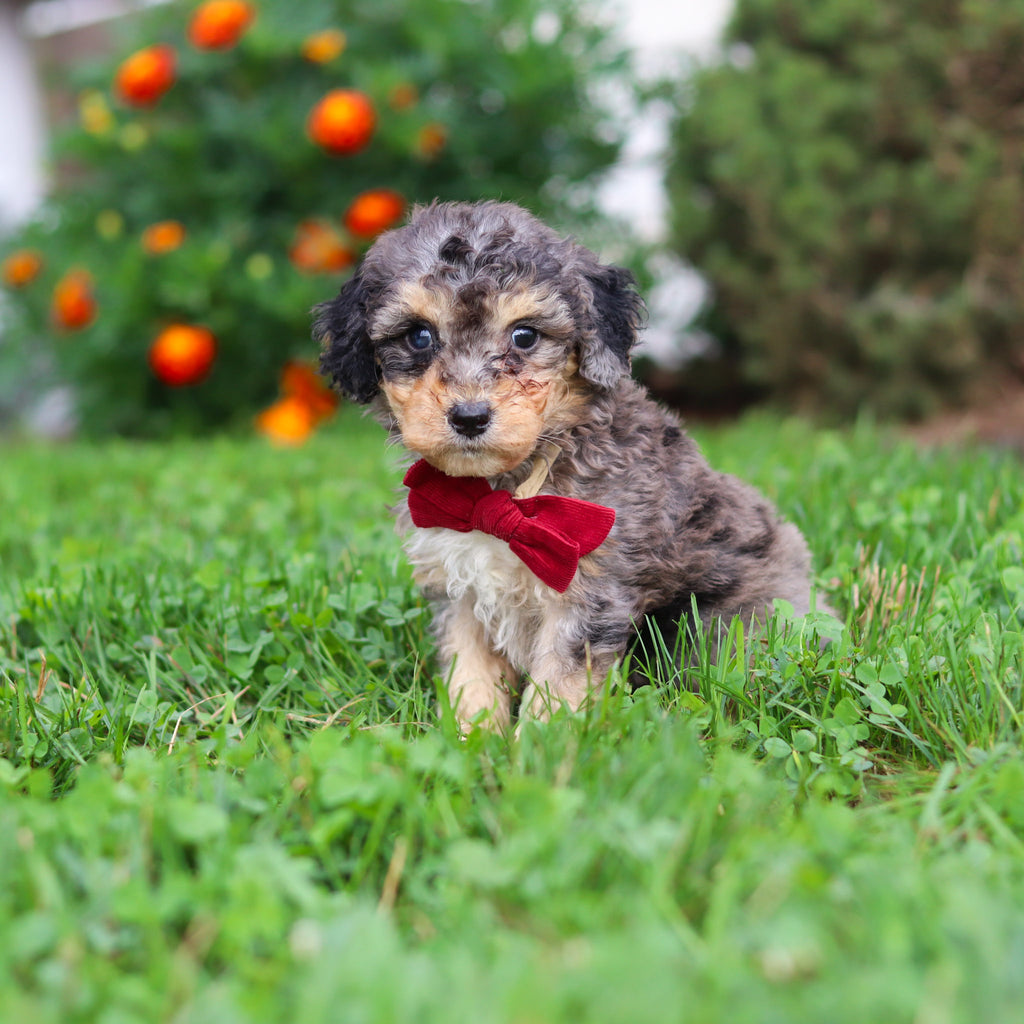 Dexter - Available 9/3