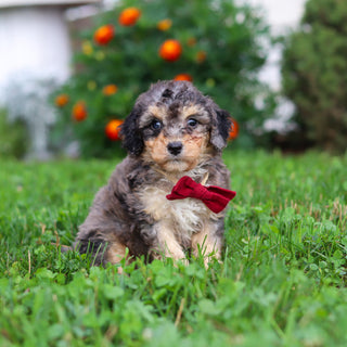 Dexter - Available 9/3