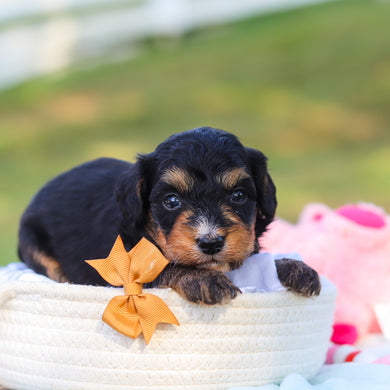 Dodger - Available 9/3