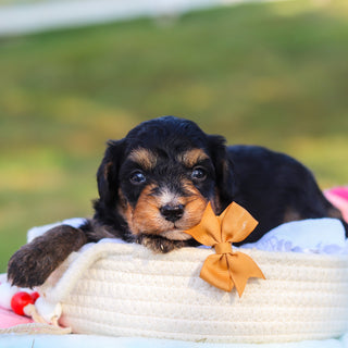 Dodger - Available 9/3