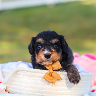 Dodger - Available 9/3