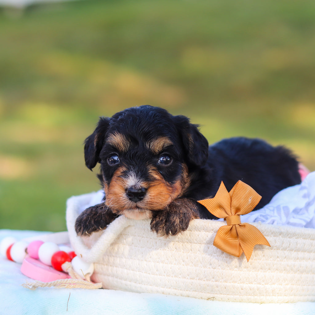 Dodger - Available 9/3