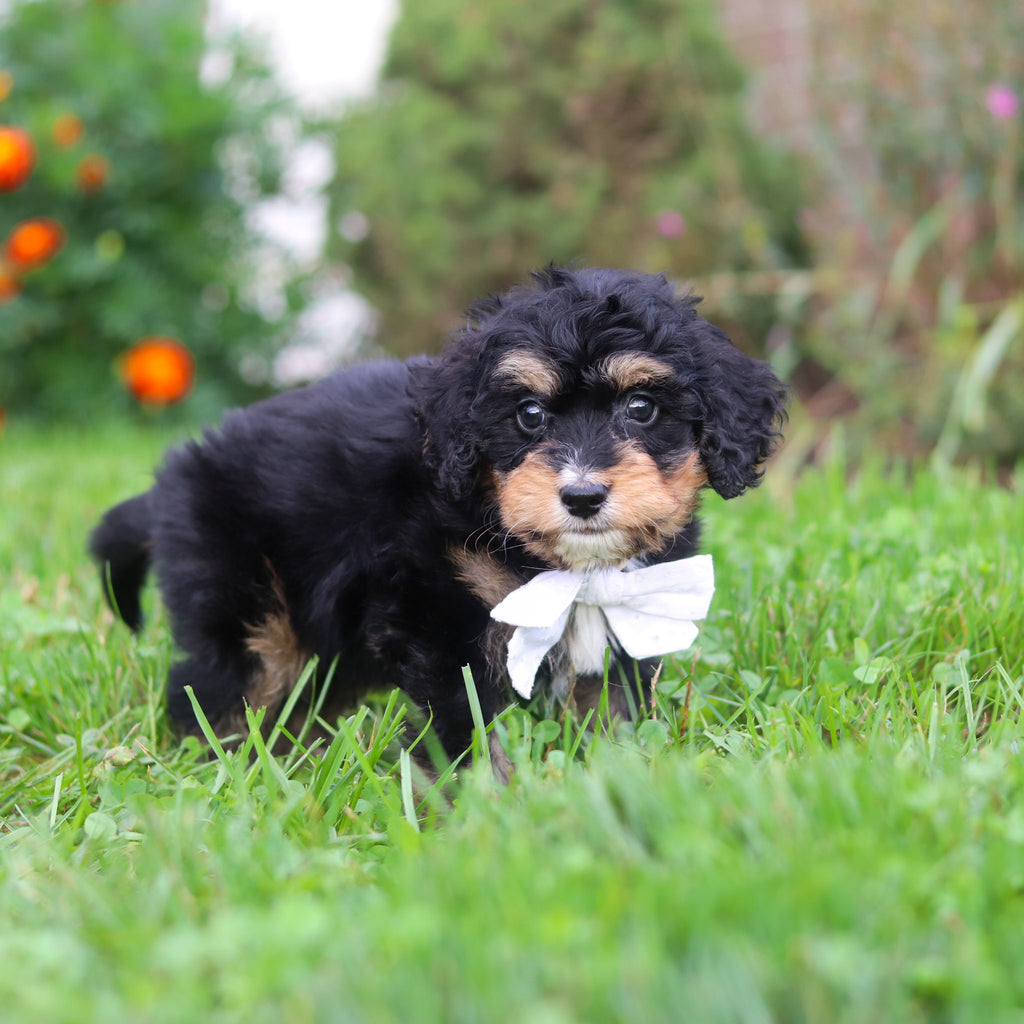 Dodger - Available 9/3