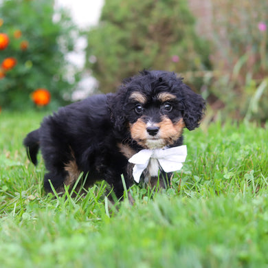 Dodger - Available 9/3