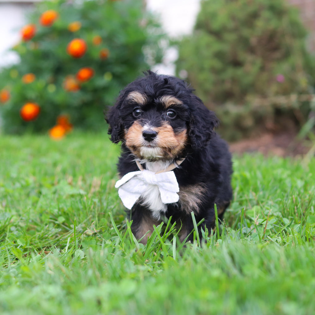 Dodger - Available 9/3