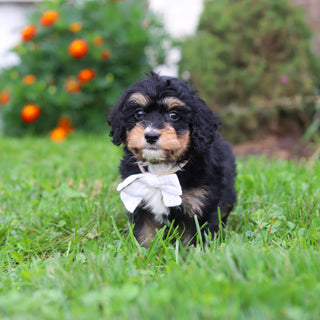 Dodger - Available 9/3