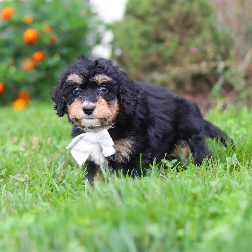 Dodger - Available 9/3