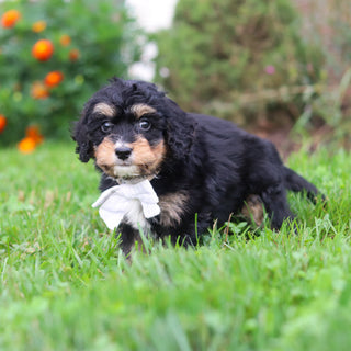 Dodger - Available 9/3