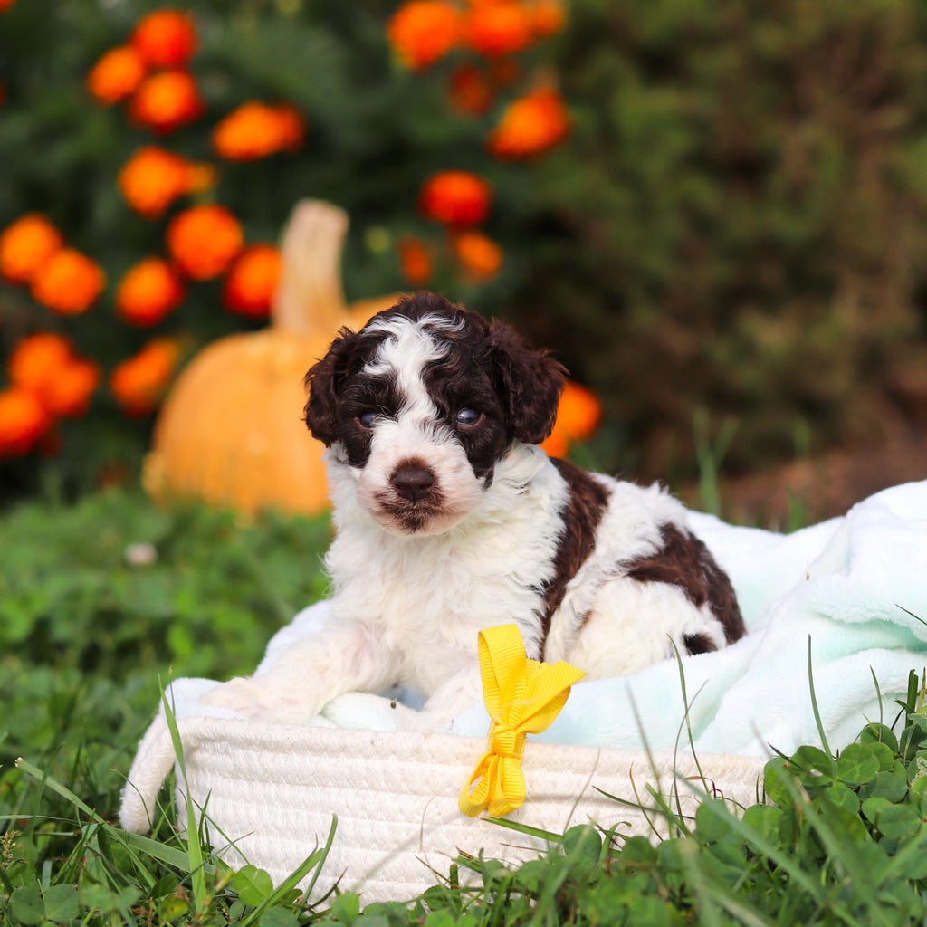 Rico - Available 10/22