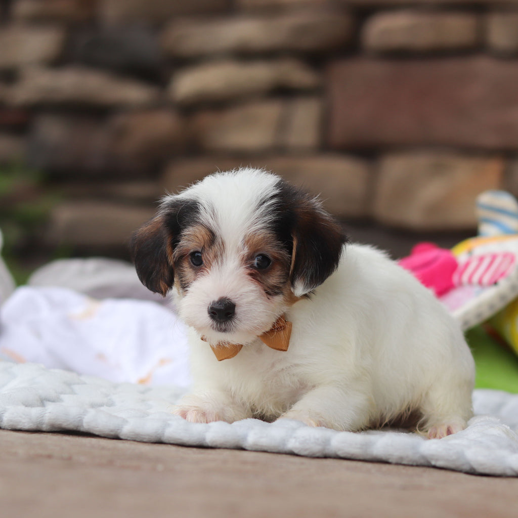 Elvis - Available 8/27
