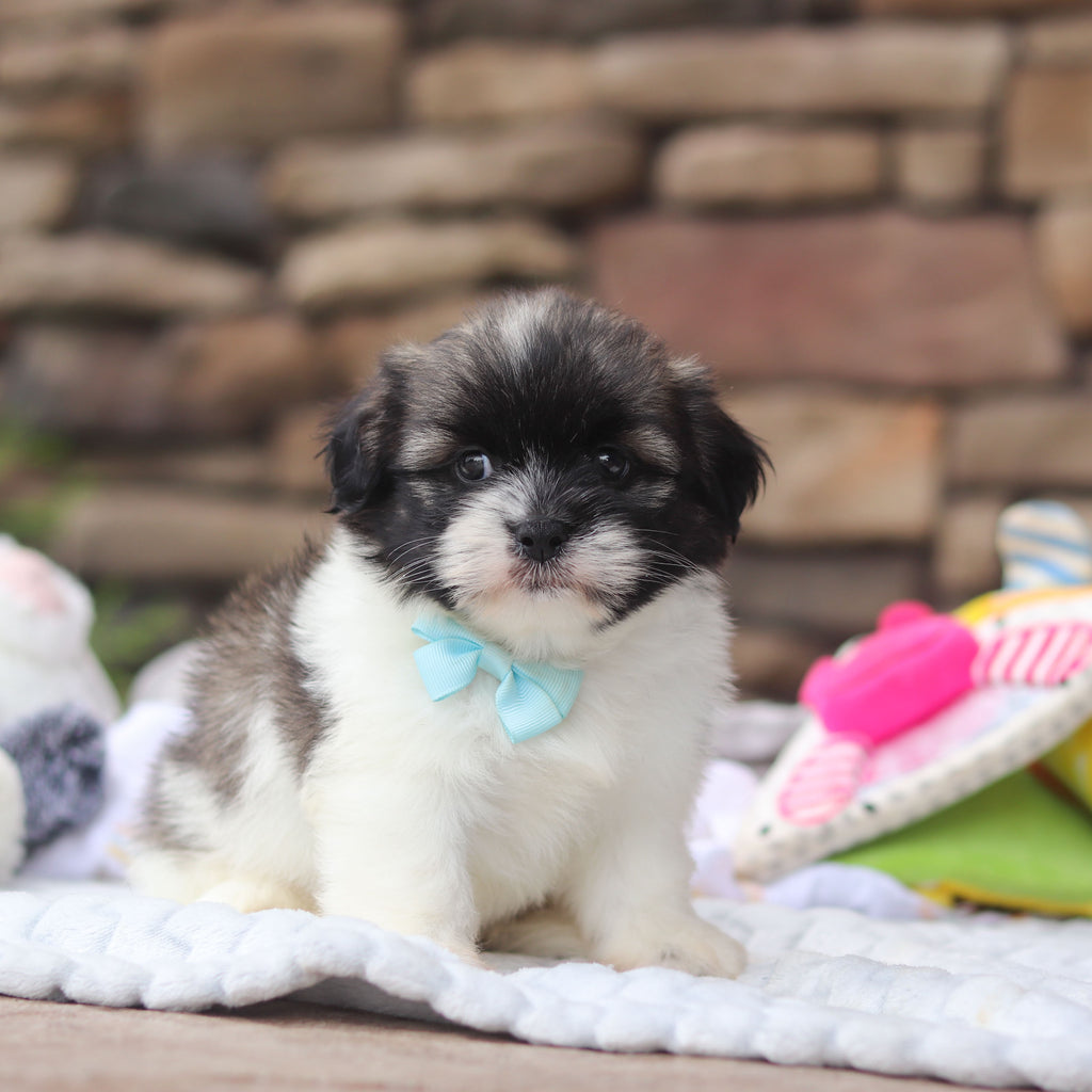 Gibby - Available 8/27