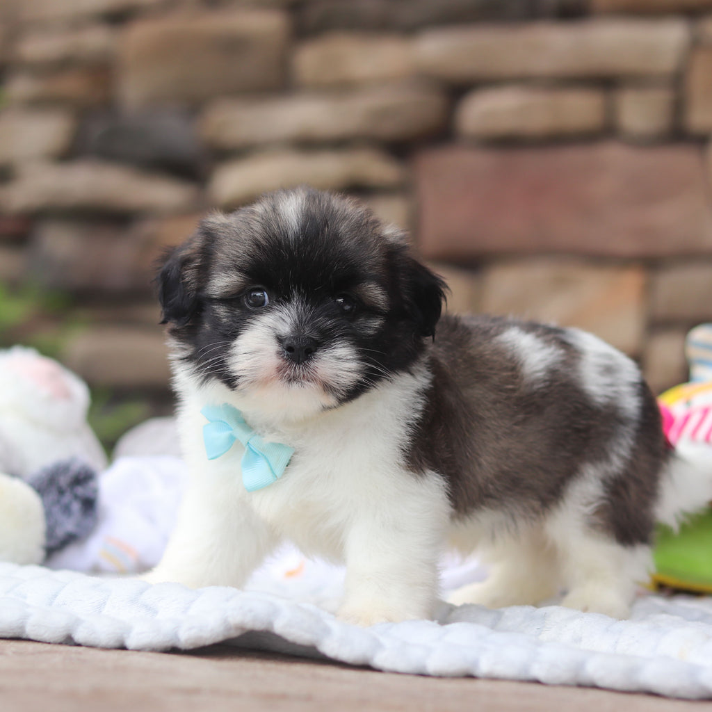Gibby - Available 8/27