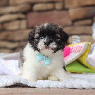 Gibby - Available 8/27