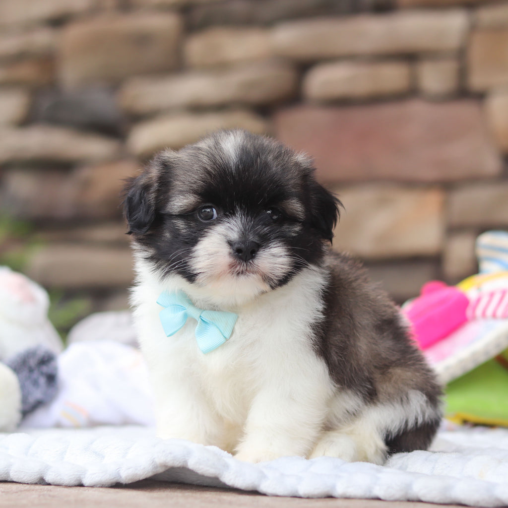 Gibby - Available 8/27