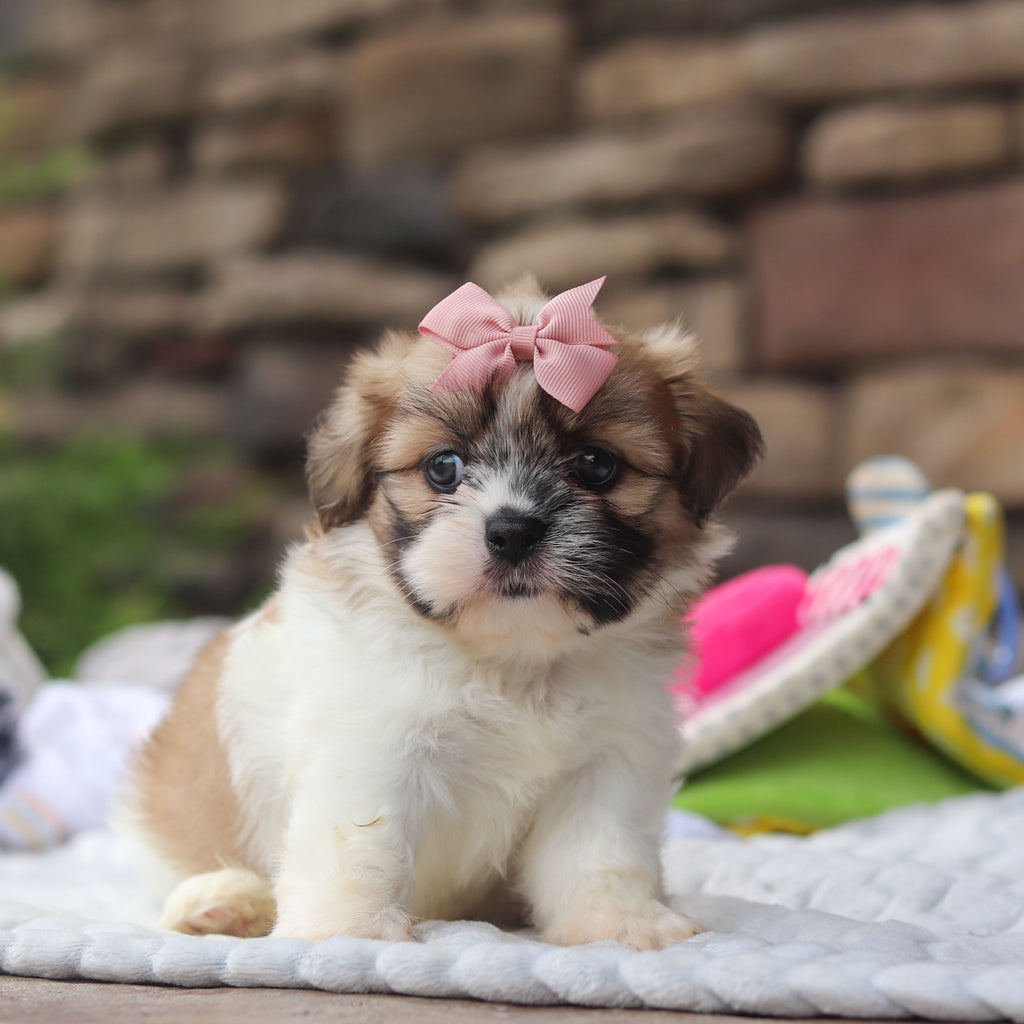 Giada - Available 8/27