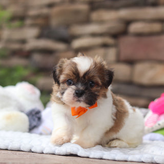Georgie - Available 8/27