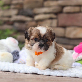 Georgie - Available 8/27