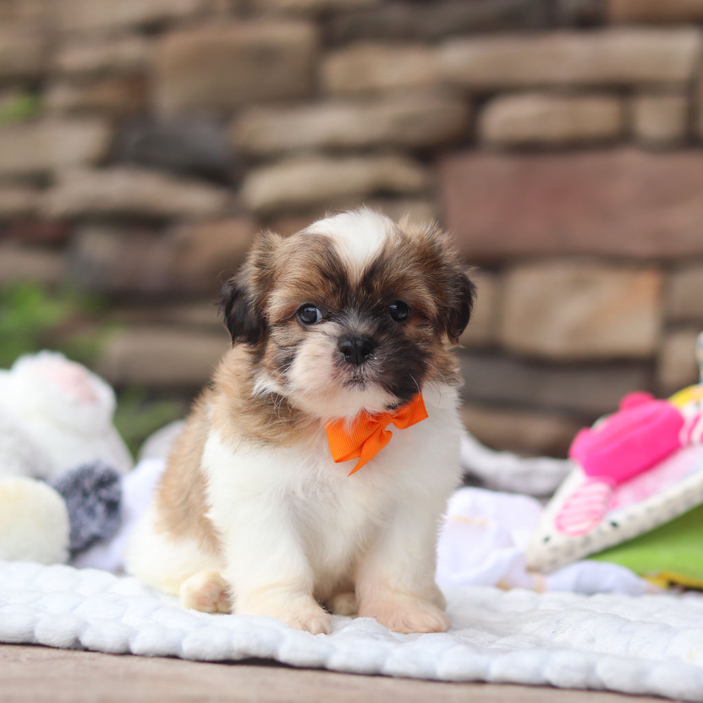 Georgie - Available 8/27