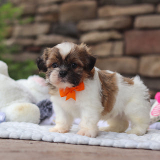 Georgie - Available 8/27