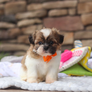 Georgie - Available 8/27
