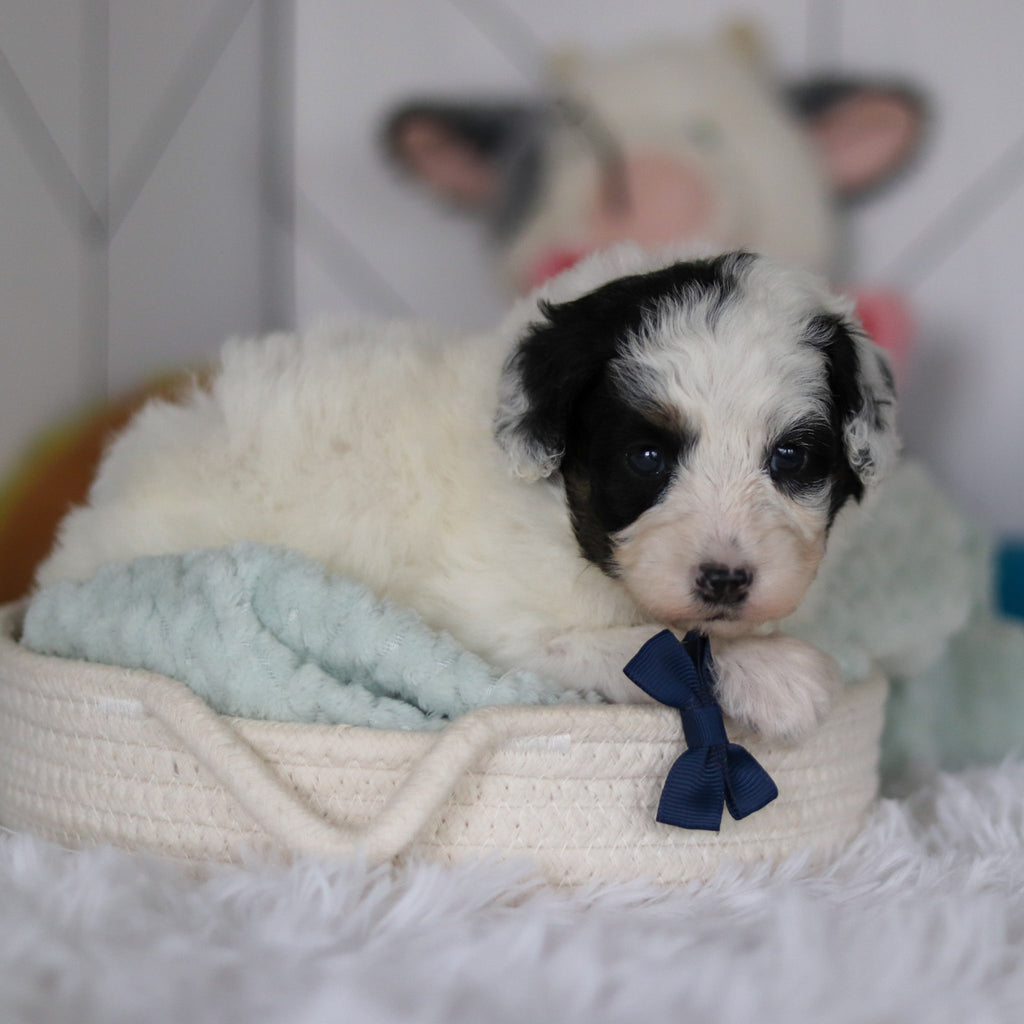 Watson - Available 5/21