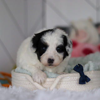 Watson - Available 5/21