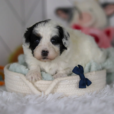 Watson - Available 5/21